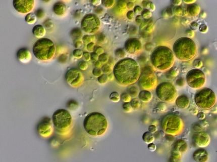 Comment et pourquoi désinfecter l'eau d'un puits Processus biochimiques en milieu aquatique
