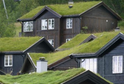 Toit vert dans les maisons avec des principes environnementaux de construction Toit vert