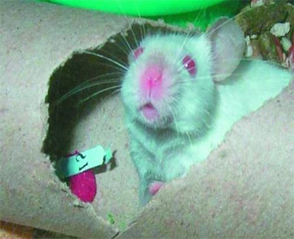Quel matériau pour isoler le puits pour l'hiver Dommages à l'isolation des tuyaux avec des souris