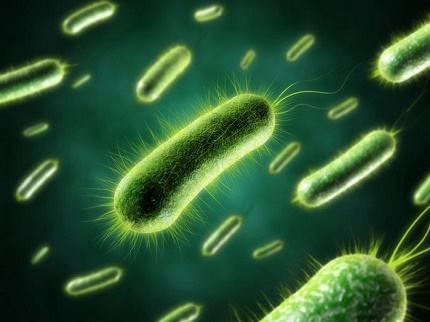 Bactéries pour fosses septiques au microscope À quoi ressemblent les bactéries au microscope