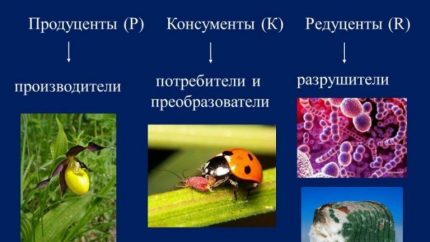 Le rôle des bactéries dans la chaîne biologique Membres de l'écosystème