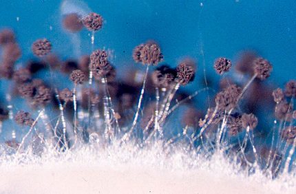 Qual é o perigo do mofo preto para residentes e estruturas de edifícios Aspergillus black