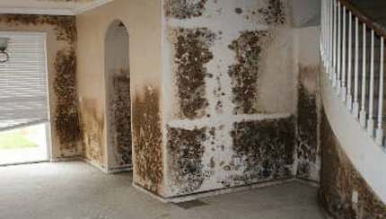 Molde preto no drywall é perigoso para a construção de estruturas Drywall e Molde