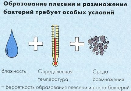 Conditions for the propagation of mold colonies Fungal conditions