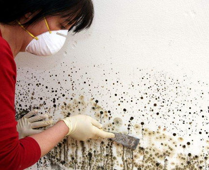 Condensation result in the toilet Mold spoils the walls