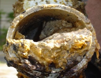 What to do if blockage in the toilet pipe Pipe growth