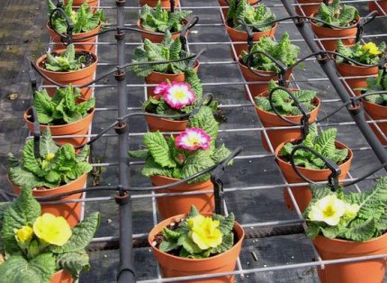 Arrosage goutte de fleurs en pot Arrosage goutte de fleurs en pot