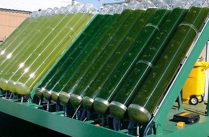 Algae Biofuel Algae Biofuel