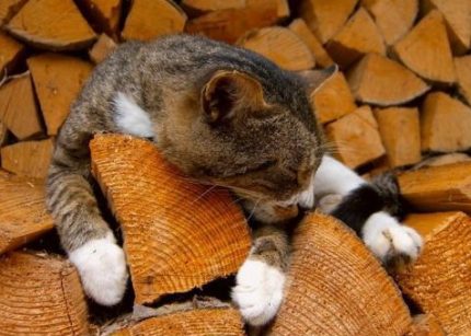 Firewood is a traditional type of biofuel Firewood is a traditional type of biofuel