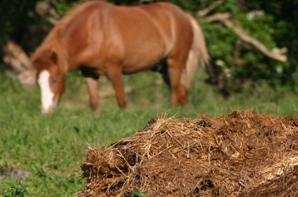 Animal waste fuel Animal waste fuel