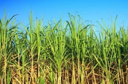 Sugar cane Sugar cane