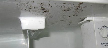 Schimmel im Kühlschrank Schimmel im Kühlschrank
