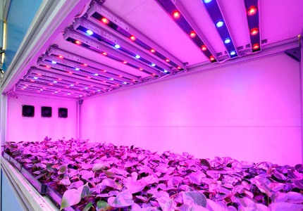 Les LED se sont révélées excellentes en tant que phytolampes Lampes pour serres