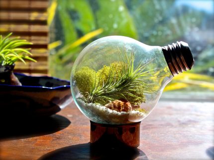 Eco-système vivant à l'intérieur de l'ampoule d'une ancienne ampoule Mini terrarium dans une ampoule
