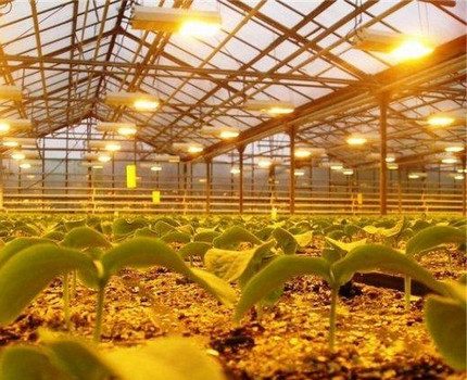 Φωτισμός DNaT στο θερμοκήπιο Λαμπτήρες νατρίου για φωτισμό θερμοκηπίων