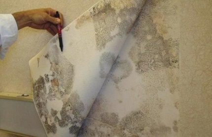 Une mauvaise étanchéité mène à un champignon Champignon sur les murs