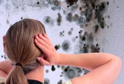 Moisissure et champignon sur les murs