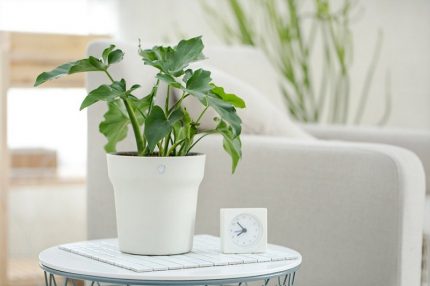 Pot de fleurs intelligent Pot de fleurs intelligent