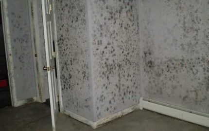 Juodas pelėsis ant kambario sienų Juodas pelėsis ant kambario sienų
