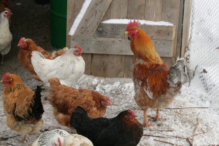 Manok ng Manok