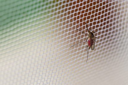 Mosquiteiro Mosquiteiro