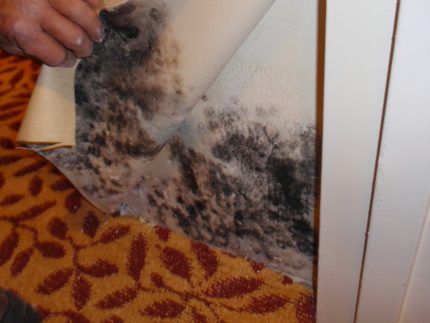 Mold under the wallpaper Mold under the wallpaper