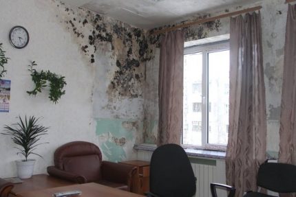 Pelėsiais užkrėstos sienos Pelėsiais užkrėstos sienos