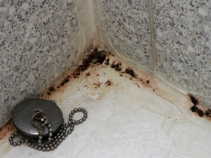 Fungus in the bathroom Fungus in the bathroom