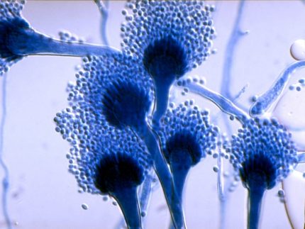 Fungal spores