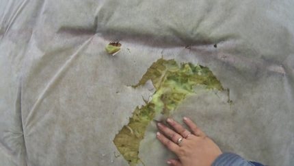 Oštećenja membrane i izolacije od strane ptica Oštećenja membrane i izolacije od strane ptica