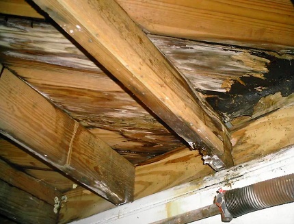 Molde preto no sótão de uma casa Molde preto no sótão de uma casa