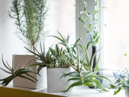 Plants on the windowsill Plants on the windowsill