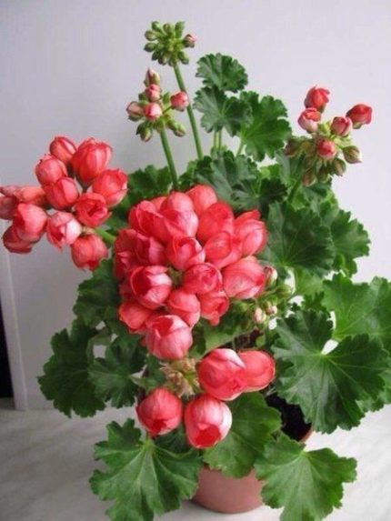 Phong lữ trên bậu cửa sổ Phong lữ trên bậu cửa sổ