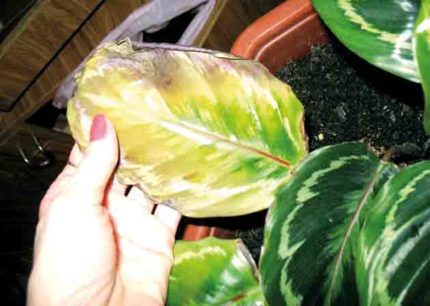 The harmful effects of insufficient moisture The harmful effects of insufficient moisture