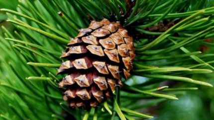 Pine cone Pine cone