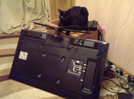 Chat et tv Chat et tv